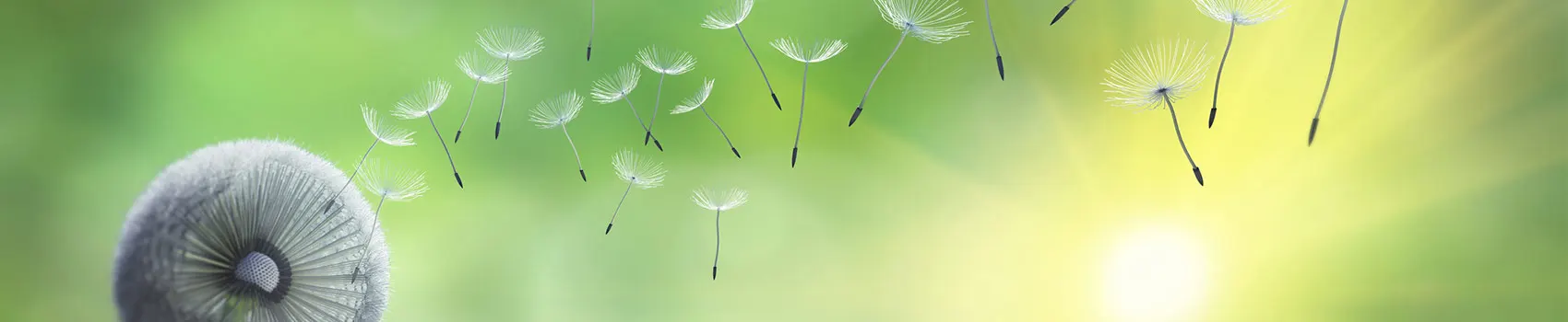 Pusteblume